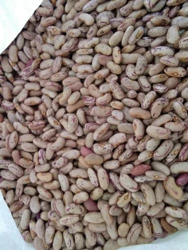 Chitra Rajma
